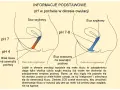 Diagram pokazuje zmiany pH pochwy podczas owulacji, kluczowe dla zrozumienia, jak zrobić dziecko. Różna ilość śluzu szyjkowego wpływa na pH.