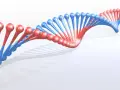 Dwukolorowa, spiralna struktura DNA, przypominająca wijące się wstążki, z czerwonymi i niebieskimi elementami.