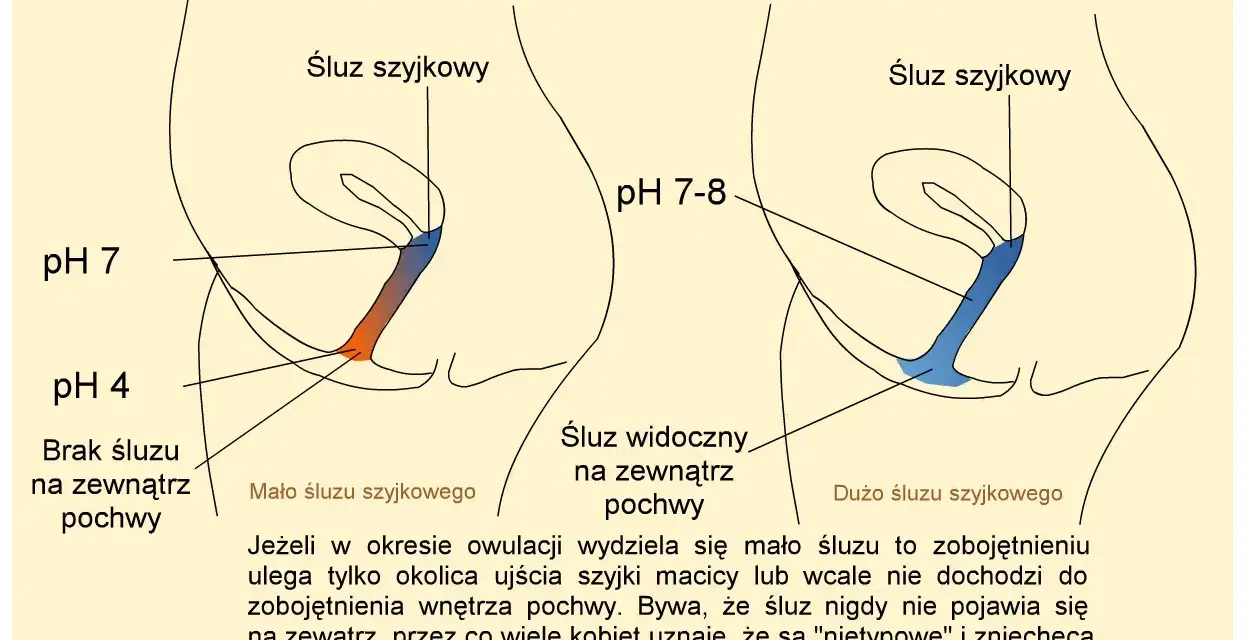Diagram pokazuje zmiany pH pochwy podczas owulacji, kluczowe dla zrozumienia, jak zrobić dziecko. Różna ilość śluzu szyjkowego wpływa na pH.