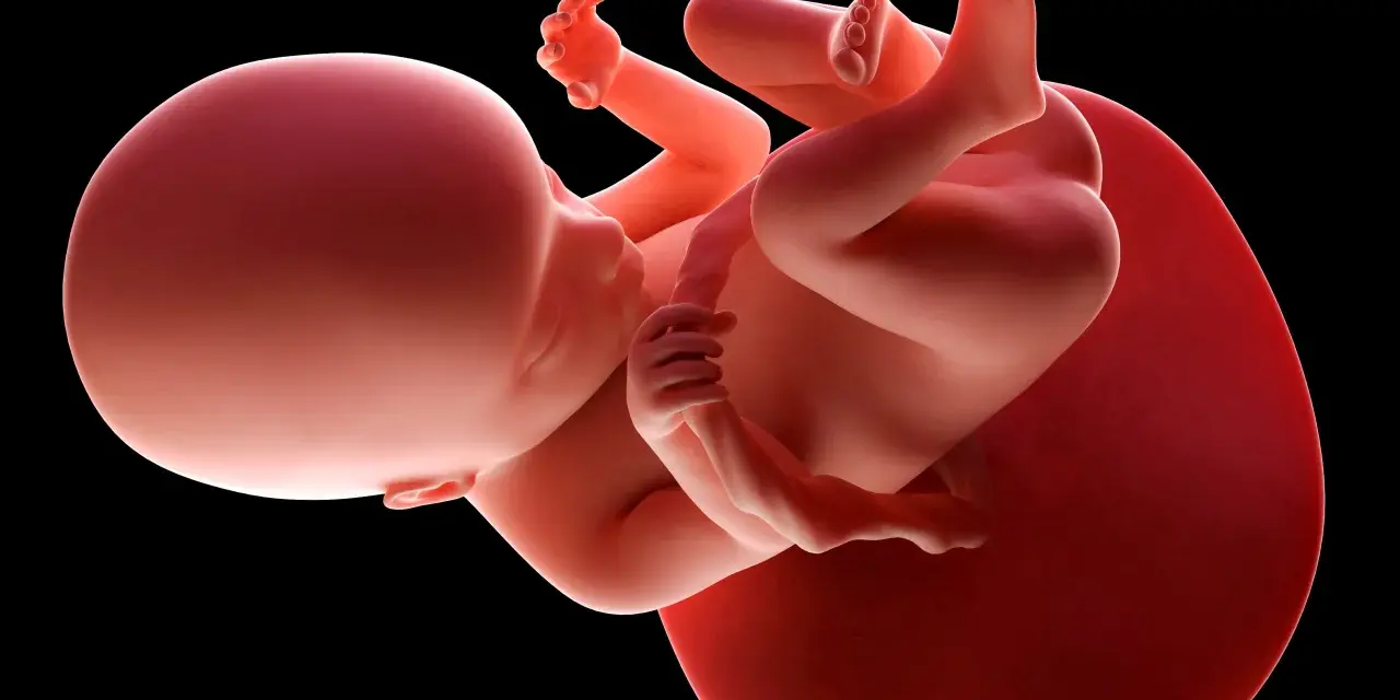 Płód w 18 tygodniu ciąży, zwinięty w łonie matki, z widocznymi dłońmi i stopami.