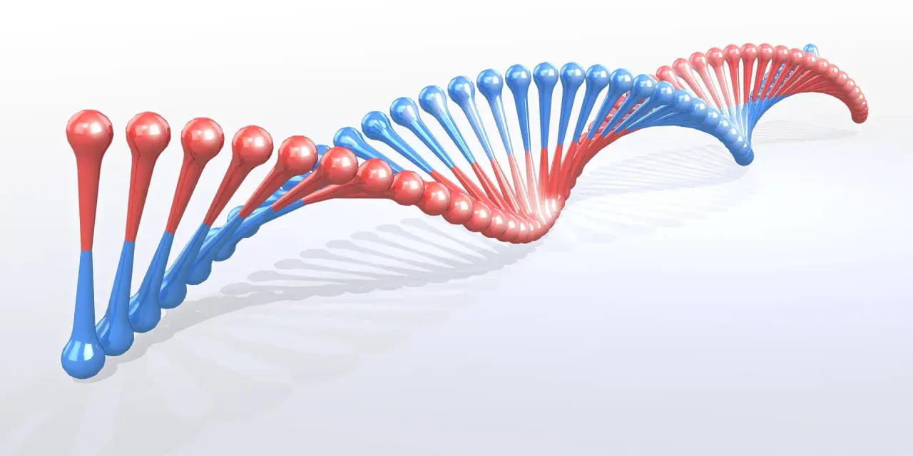 Dwukolorowa, spiralna struktura DNA, przypominająca wijące się wstążki, z czerwonymi i niebieskimi elementami.
