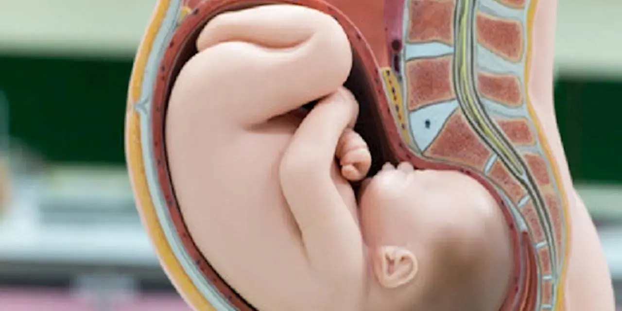 Model anatomiczny pokazuje ułożenie dziecka w brzuchu. Maluch zwinięty w kłębek, gotowy do przyjścia na świat.