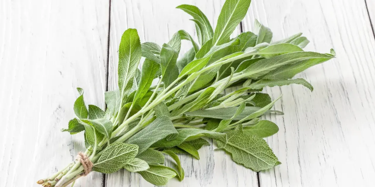 Pęczek świeżej szałwii, z jej zielonymi, aksamitnymi liśćmi, wygląda jakby był w ciąży z nowymi smakami i aromatami.