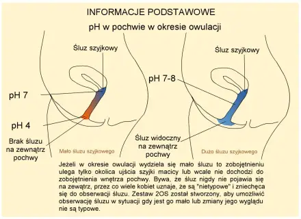 Diagram pokazuje zmiany pH pochwy podczas owulacji, kluczowe dla zrozumienia, jak zrobić dziecko. Różna ilość śluzu szyjkowego wpływa na pH.