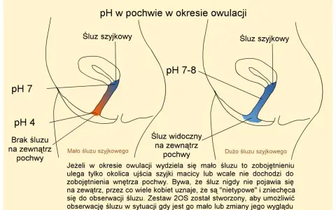 Diagram pokazuje zmiany pH pochwy podczas owulacji, kluczowe dla zrozumienia, jak zrobić dziecko. Różna ilość śluzu szyjkowego wpływa na pH.