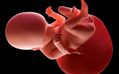Płód w 18 tygodniu ciąży, zwinięty w łonie matki, z widocznymi dłońmi i stopami.