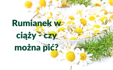 Rumianek w ciąży - czy można pić? Białe kwiaty rumianku w miseczce, symbol spokoju i natury.