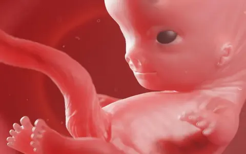 Płeć 9 tydzień ciąży usg. Rozwój płodu w macicy, widoczne są już wykształcone paluszki u rąk i nóg.