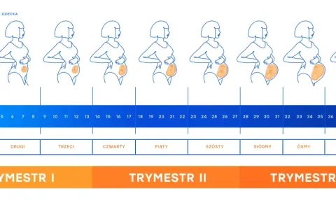 13 tydzień ciąży to początek czwartego miesiąca. Ilustracje pokazują zmiany sylwetki i rozwój dziecka.