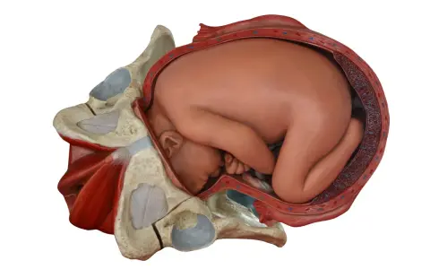 Model anatomiczny pokazuje, jak wygląda pochwa w ciąży, z płodem wewnątrz macicy, otoczonym miednicą.