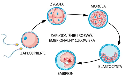 Schemat zapłodnienia i rozwoju zarodka: zapłodnienie, zygota, morula, blastocysta, embrion. Zagnieżdżenie zarodka następuje po kilku dniach.