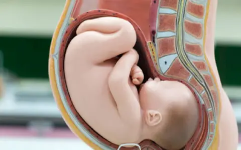Model anatomiczny pokazuje ułożenie dziecka w brzuchu. Maluch zwinięty w kłębek, gotowy do przyjścia na świat.