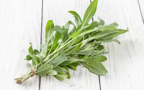 Pęczek świeżej szałwii, z jej zielonymi, aksamitnymi liśćmi, wygląda jakby był w ciąży z nowymi smakami i aromatami.
