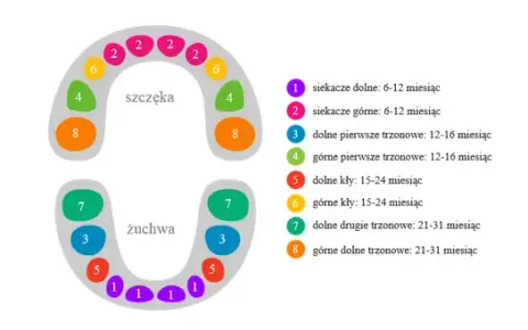 Kiedy myć zęby niemowlakowi? Pierwszy ząbek to sygnał do działania