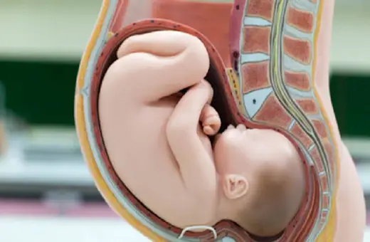 Model anatomiczny pokazuje ułożenie dziecka w brzuchu. Maluch zwinięty w kłębek, gotowy do przyjścia na świat.