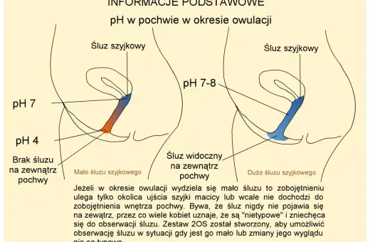 Diagram pokazuje zmiany pH pochwy podczas owulacji, kluczowe dla zrozumienia, jak zrobić dziecko. Różna ilość śluzu szyjkowego wpływa na pH.