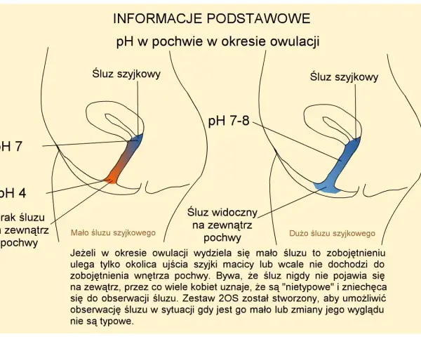 Diagram pokazuje zmiany pH pochwy podczas owulacji, kluczowe dla zrozumienia, jak zrobić dziecko. Różna ilość śluzu szyjkowego wpływa na pH.