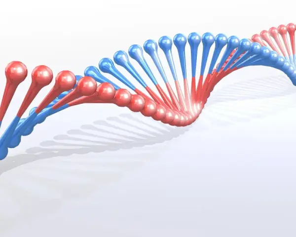 Dwukolorowa, spiralna struktura DNA, przypominająca wijące się wstążki, z czerwonymi i niebieskimi elementami.