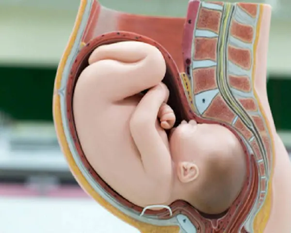 Model anatomiczny pokazuje ułożenie dziecka w brzuchu. Maluch zwinięty w kłębek, gotowy do przyjścia na świat.