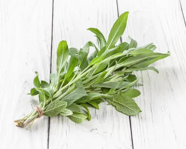 Pęczek świeżej szałwii, z jej zielonymi, aksamitnymi liśćmi, wygląda jakby był w ciąży z nowymi smakami i aromatami.