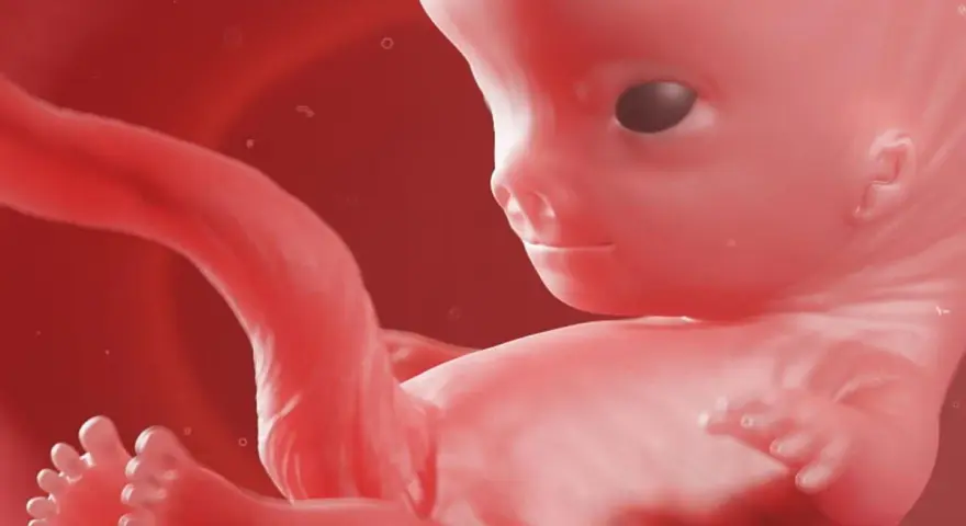 Płeć 9 tydzień ciąży usg. Rozwój płodu w macicy, widoczne są już wykształcone paluszki u rąk i nóg.