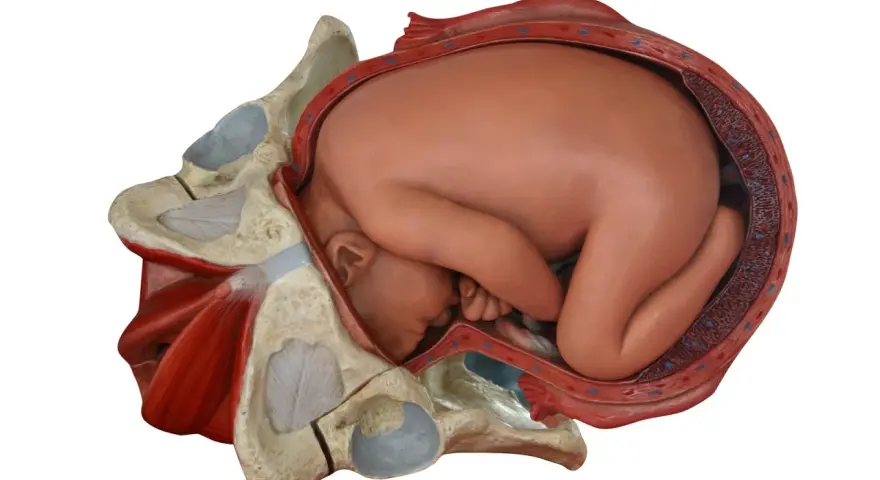 Model anatomiczny pokazuje, jak wygląda pochwa w ciąży, z płodem wewnątrz macicy, otoczonym miednicą.
