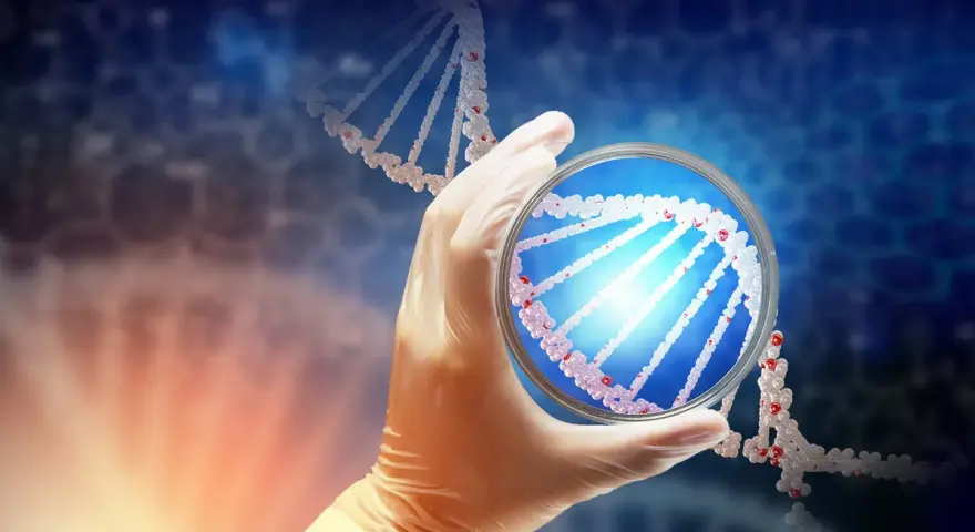 Rękawiczka laboratoryjna trzyma szalkę Petriego z fragmentem DNA. To może być etap diagnostyki prenatalnej, jak kordocenteza.
