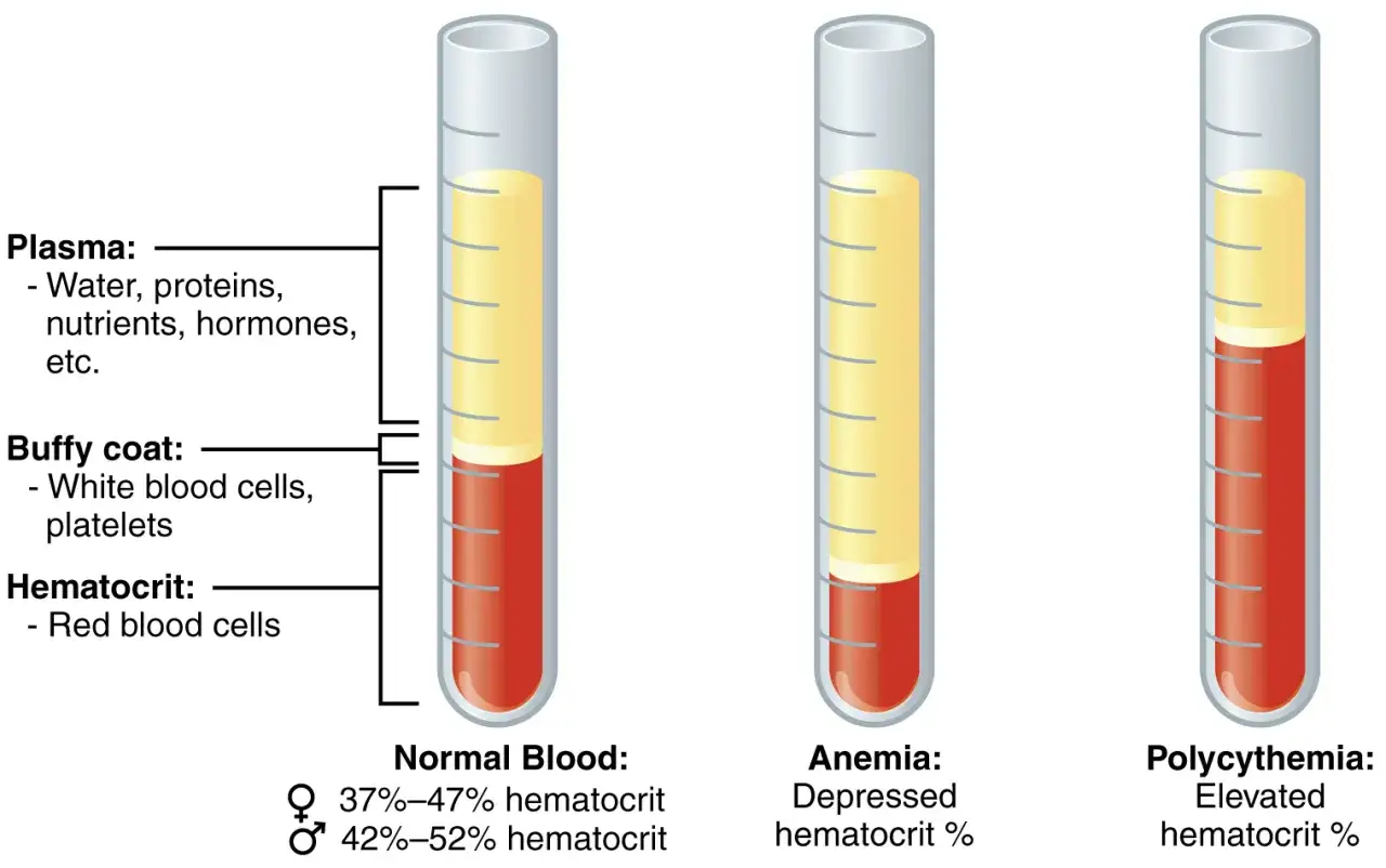 Trzy probówki z krwią: normalna, anemia (niski hematokryt) i policytemia (za wysoka hemoglobina, wysoki hematokryt).
