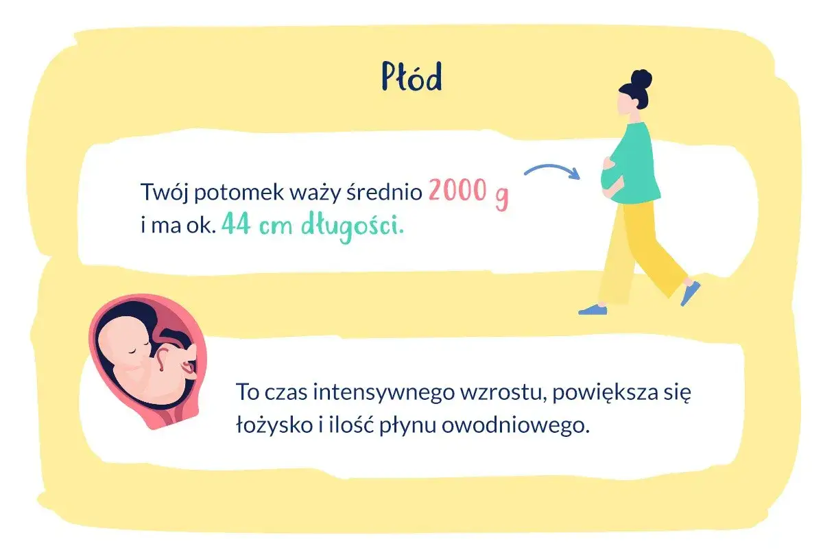 33 tydzień ciąży to już 8 miesiąc. Płód waży ok. 2000 g i ma 44 cm. To czas intensywnego wzrostu.