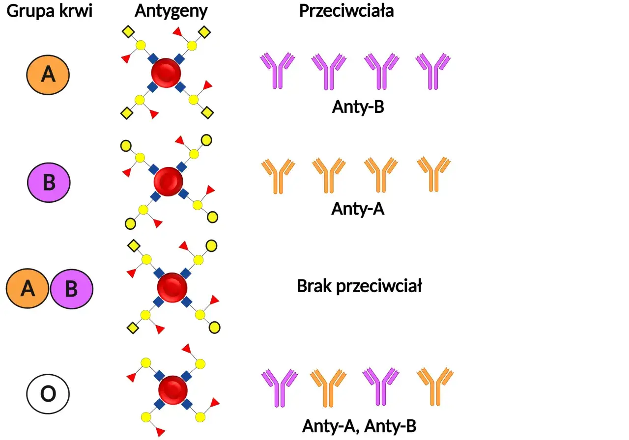 Ilustracja przedstawia grupy krwi A, B, AB i O, ich antygeny oraz przeciwciała.