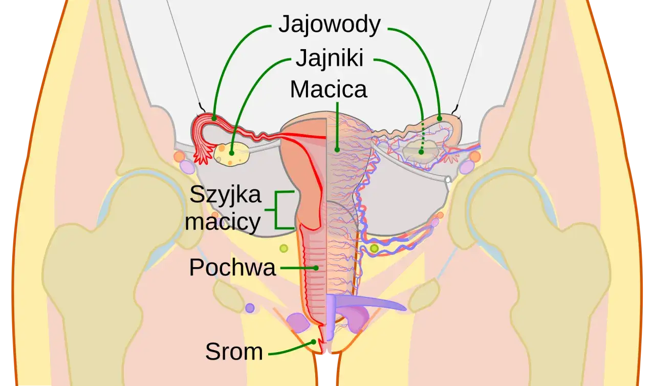Anatomia układu rozrodczego kobiety. Ból lewego jajnika może być związany z tym obszarem.